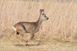 <p>SRNEC OBECNÝ (Capreolus capreolus) Šluknovsko - Rumburk /European roe deer - Reh/</p>